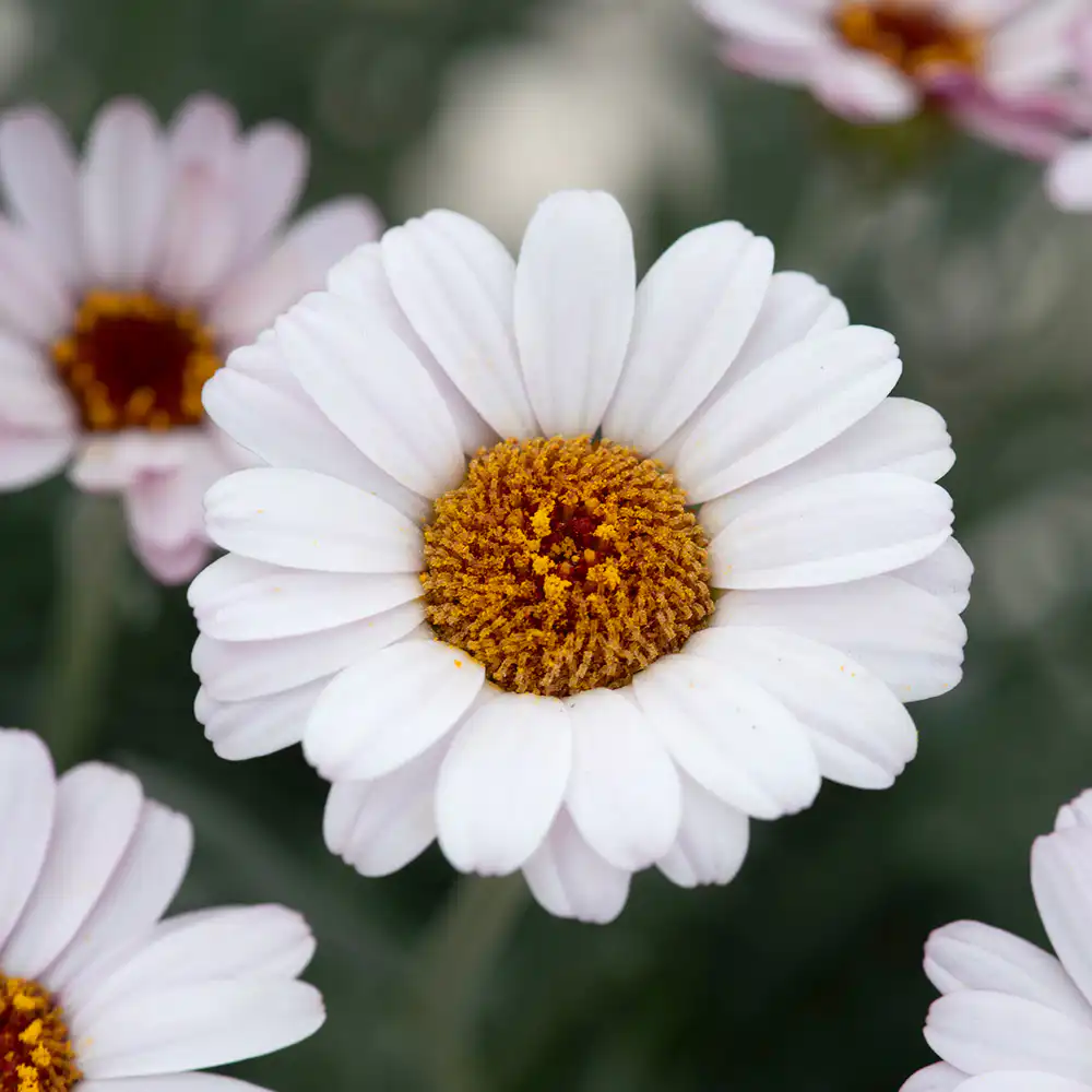 🌼 ΡΟΔΑΝΘΕΜΟ – Rhodanthemum sp - 2 lt
